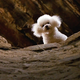Darla, who played Precious, also appeared in films like The Burbs and Pee-wee’s Big Adventure.